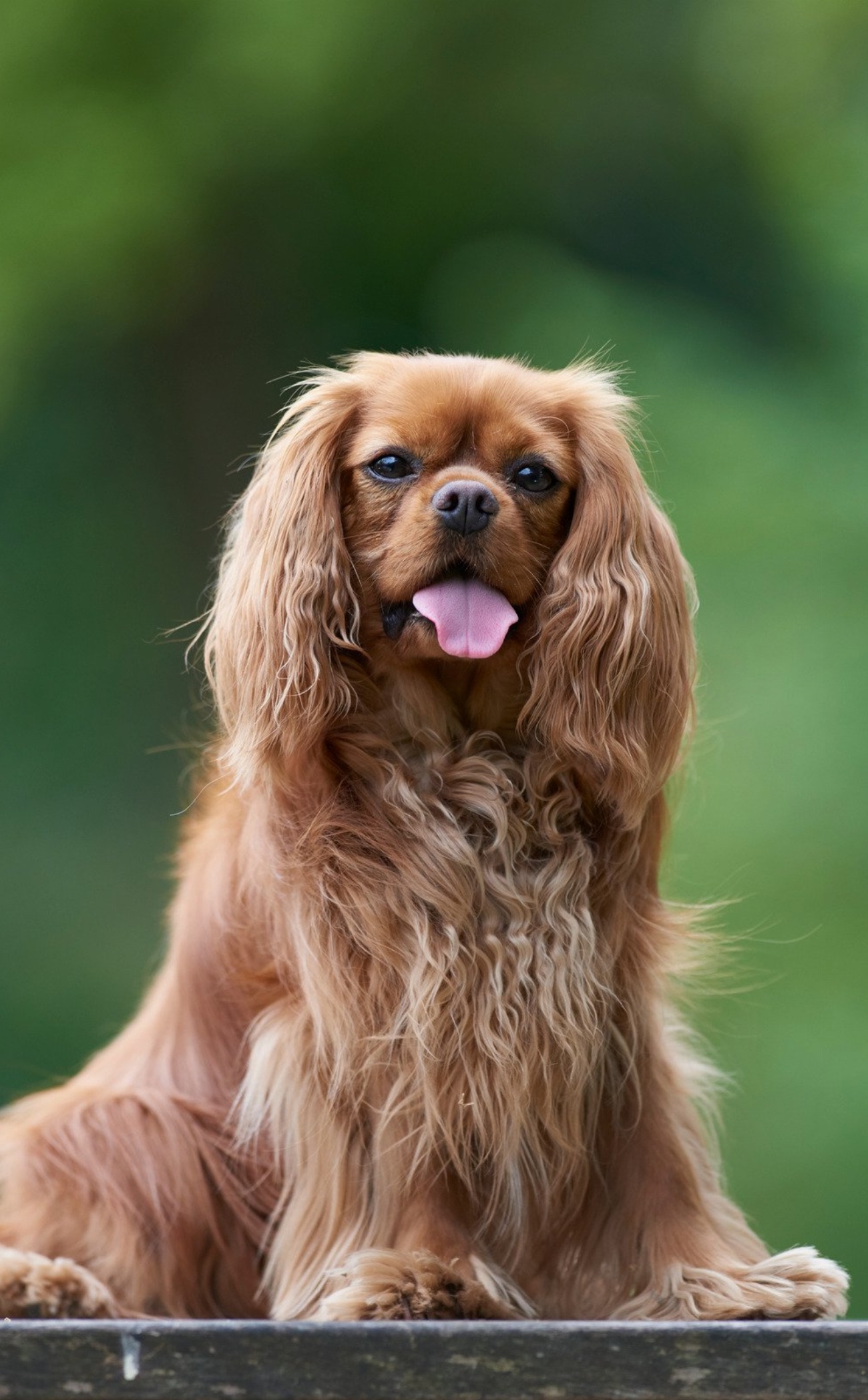 King Charles Spaniel : guide race de chien