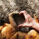 Kishu : guide race de chien