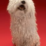 Komondor : guide race de chien