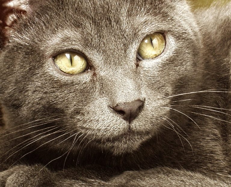 Korat : guide race de chat