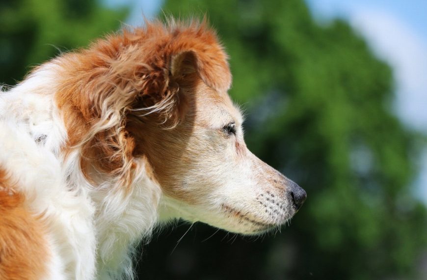Kromfohrländer : guide race de chien