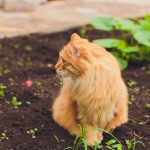 Kurilian Bobtail : guide race de chat