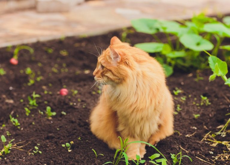 Kurilian Bobtail : guide race de chat