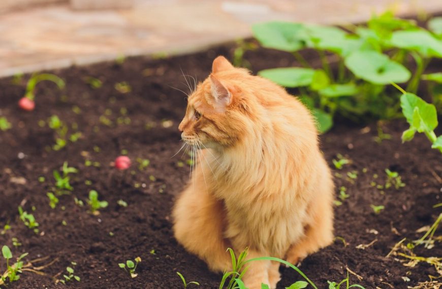 Kurilian Bobtail : guide race de chat