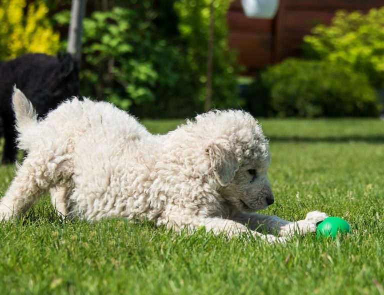 Kuvasz Hongrois : guide race de chien