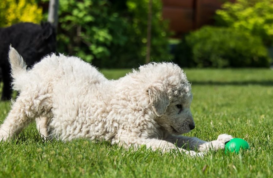 Kuvasz Hongrois : guide race de chien