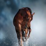 KWPN : guide race de cheval