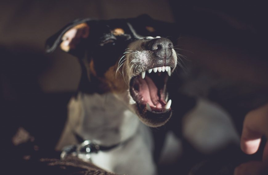 La clé pour un chien heureux et en forme : découvrez les incroyables bienfaits de l’activité mentale !
