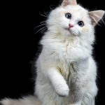 La découverte qui a rendu les chats complètement fous : comment créer le coin de jeux d&rsquo;eau ultime pour votre matou !