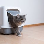 La litière parfaite pour votre chat : les astuces pour un choix imparable !