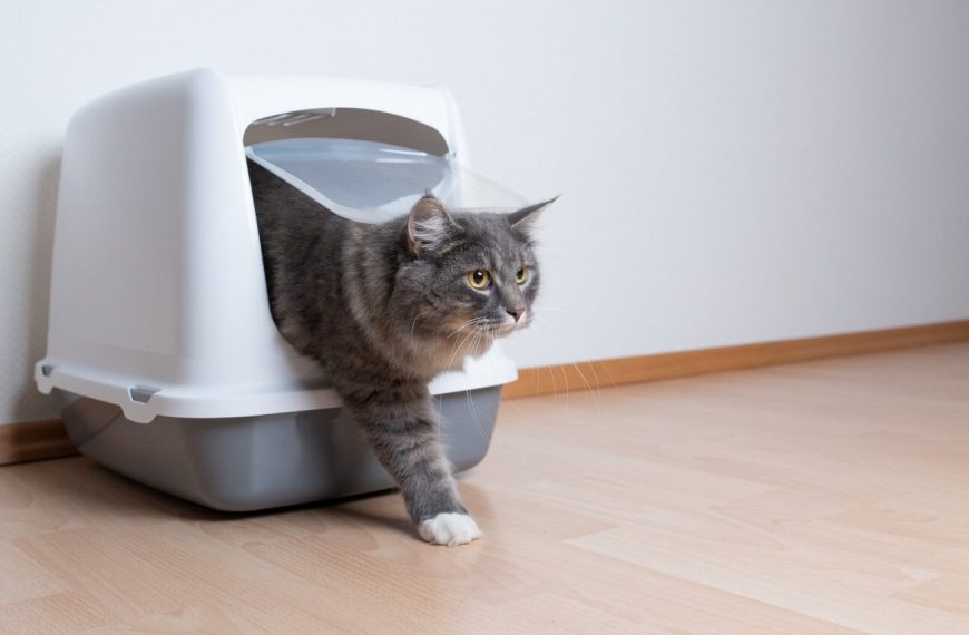 La litière parfaite pour votre chat : les astuces pour un choix imparable !