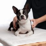 La massothérapie pour chiens : une solution révolutionnaire pour leur bien-être et leur épanouissement !