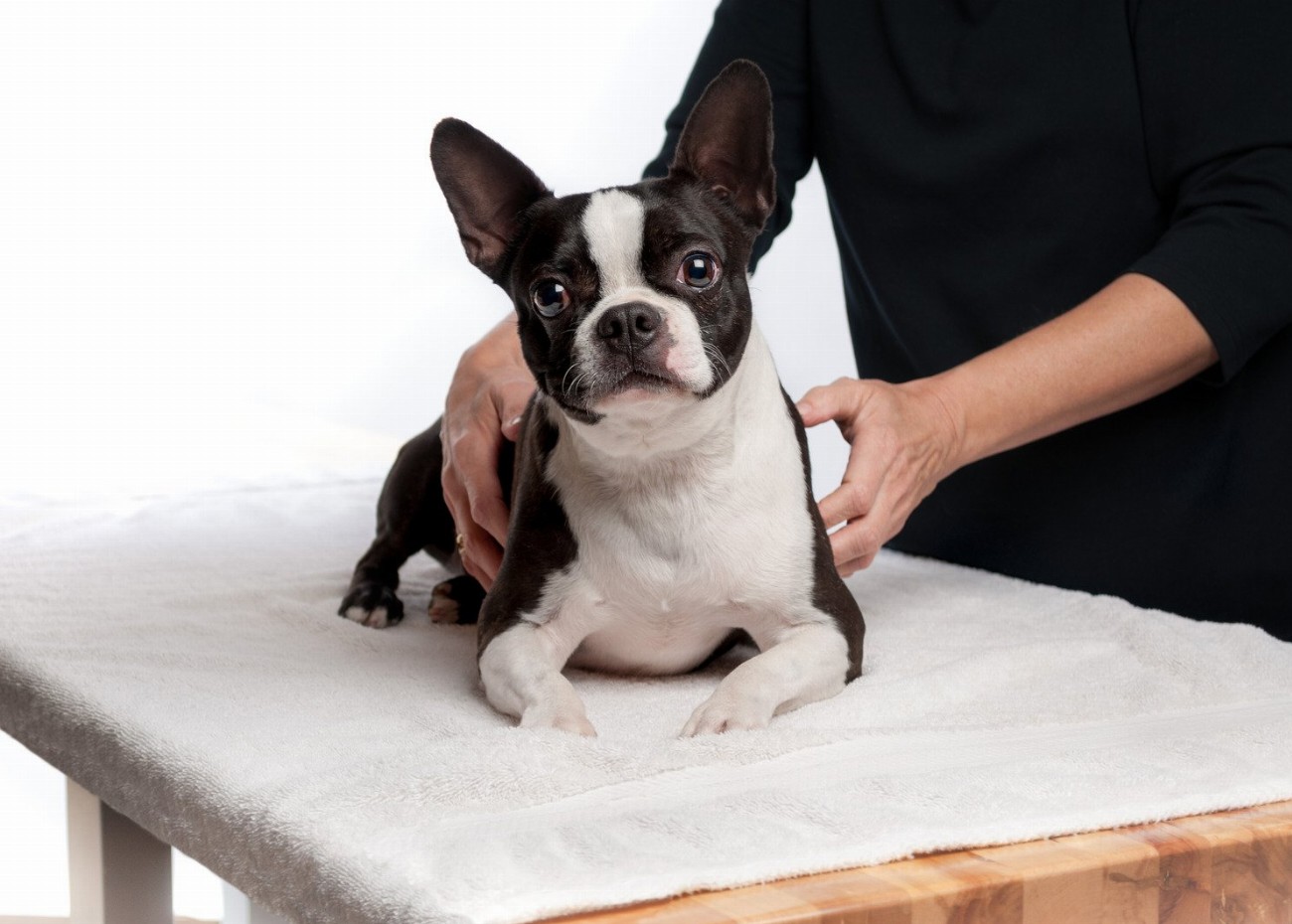 La massothérapie pour chiens : une solution révolutionnaire pour leur…
