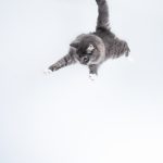 La méthode infaillible pour arrêter votre chat de grimper sur les comptoirs – Vous n&rsquo;en croirez pas vos yeux !