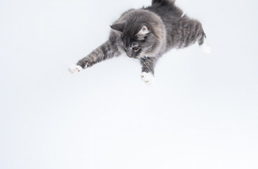 La méthode infaillible pour arrêter votre chat de grimper sur les comptoirs – Vous n&rsquo;en croirez pas vos yeux !