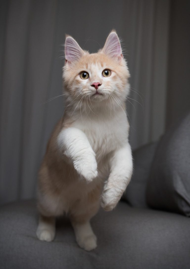 La méthode infaillible pour empêcher votre chat de…