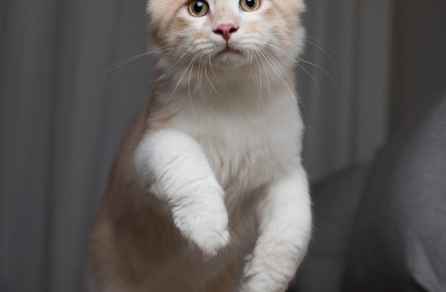 La méthode infaillible pour empêcher votre chat de sauter sur les comptoirs – Les propriétaires de félins en sont fous !