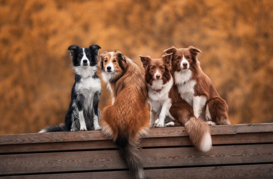 La méthode secrète pour prévenir et soigner les otites chez votre chien – vous ne croirez pas vos yeux!