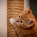 La méthode secrète pour que votre chat devienne le roi du quartier grâce à ces activités extérieures !