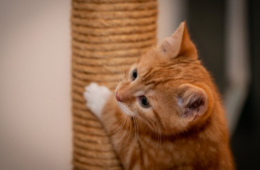 La méthode secrète pour que votre chat devienne le roi du quartier grâce à ces activités extérieures !