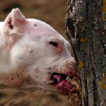 La méthode ultime pour maîtriser l&rsquo;agressivité chez votre chien – vous ne croirez pas les résultats !