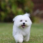 La méthode ultime pour stopper les fugues de votre chien et retrouver votre tranquillité d&rsquo;esprit !