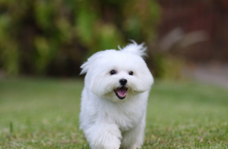 La méthode ultime pour stopper les fugues de votre chien et retrouver votre tranquillité d&rsquo;esprit !
