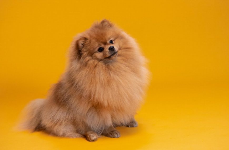 La méthode ultime pour surmonter l&rsquo;abandon et le rejet chez votre chien – Révélations surprenantes !