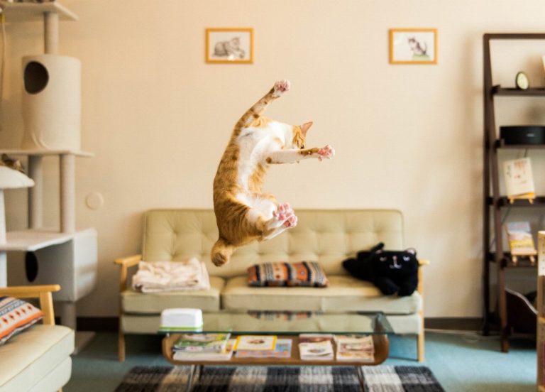 La micro-puce pour chat : l’outil révolutionnaire qui…