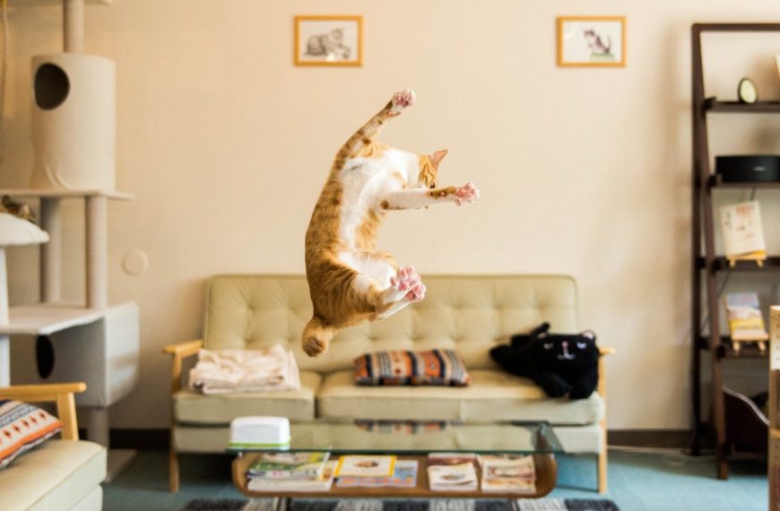 La micro-puce pour chat : l&rsquo;outil révolutionnaire qui sauve des vies et rend les propriétaires de chats plus sereins !