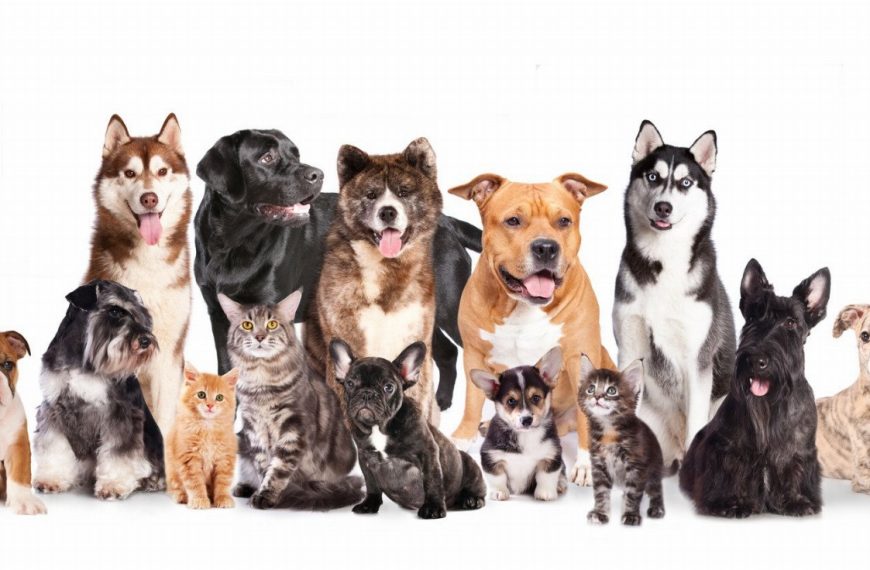 La nouvelle tendance pour nos amis à quatre pattes : découvrez les bienfaits étonnants de l’hydrothérapie canine !