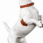La physiothérapie pour chiens : la méthode révolutionnaire pour améliorer leur santé et leur bien-être !