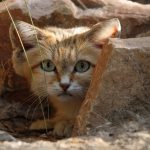 La socialisation des chats : découvrez les incroyables bénéfices du vivre-ensemble félin !