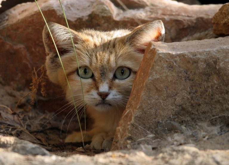 La socialisation des chats : découvrez les incroyables…