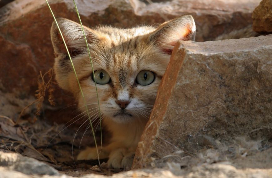 La socialisation des chats : découvrez les incroyables bénéfices du vivre-ensemble félin !