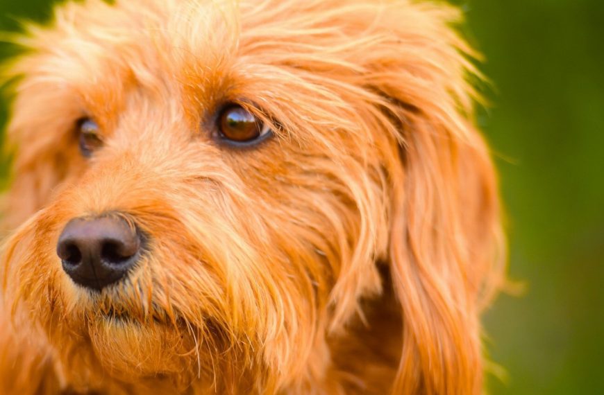Labradoodle : guide race de chien