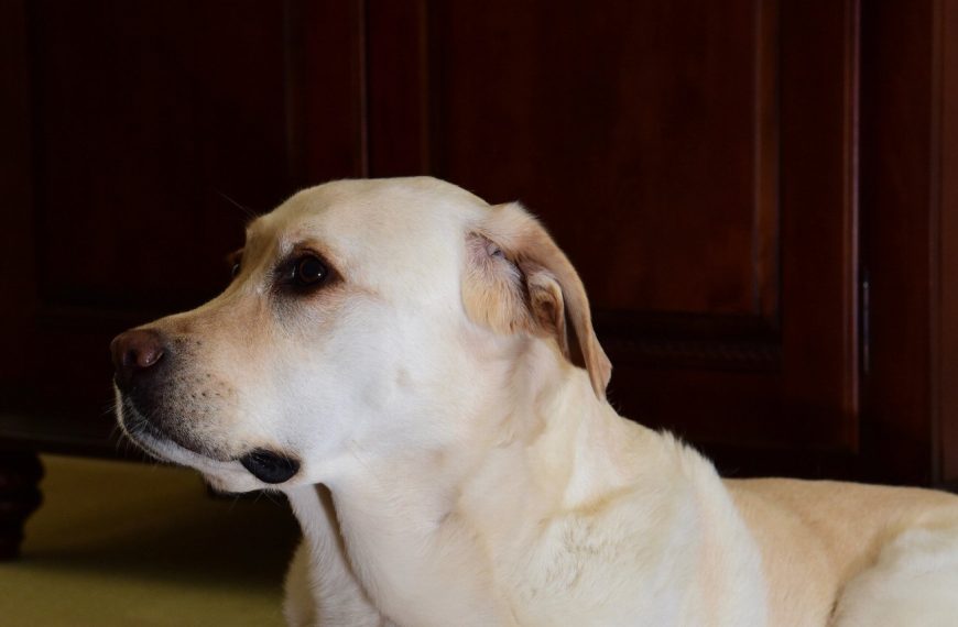 Labrador Retriever : guide race de chien