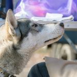Laïka de Sibérie occidentale : guide race de chien