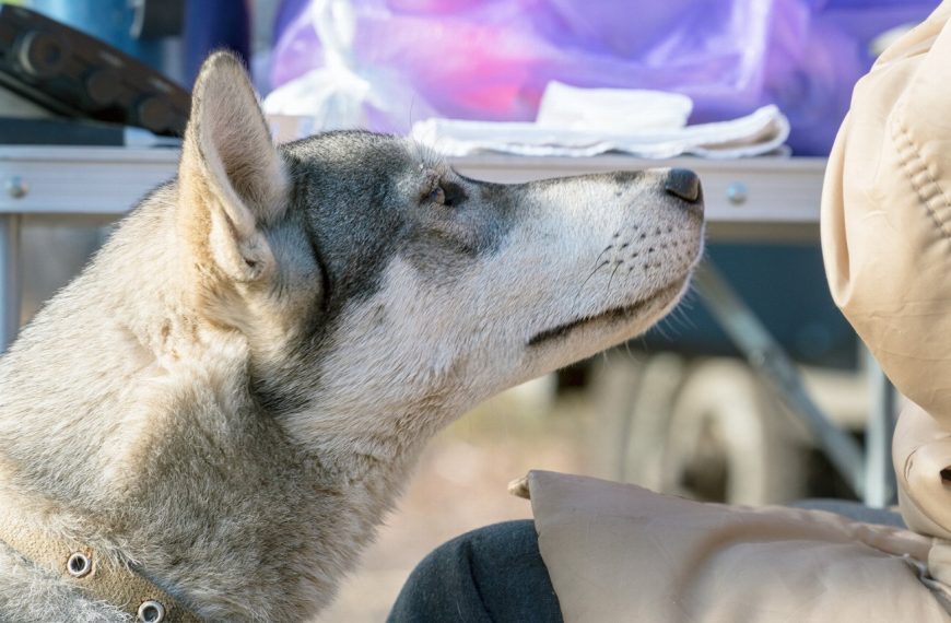 Laïka de Sibérie occidentale : guide race de chien