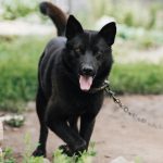 Laïka de Sibérie orientale : guide race de chien