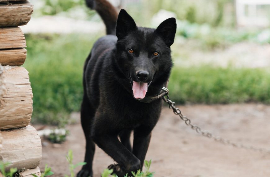 Laïka de Sibérie orientale : guide race de chien