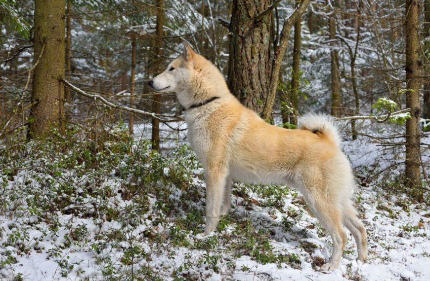 Laïka Russo-Européen : guide race de chien