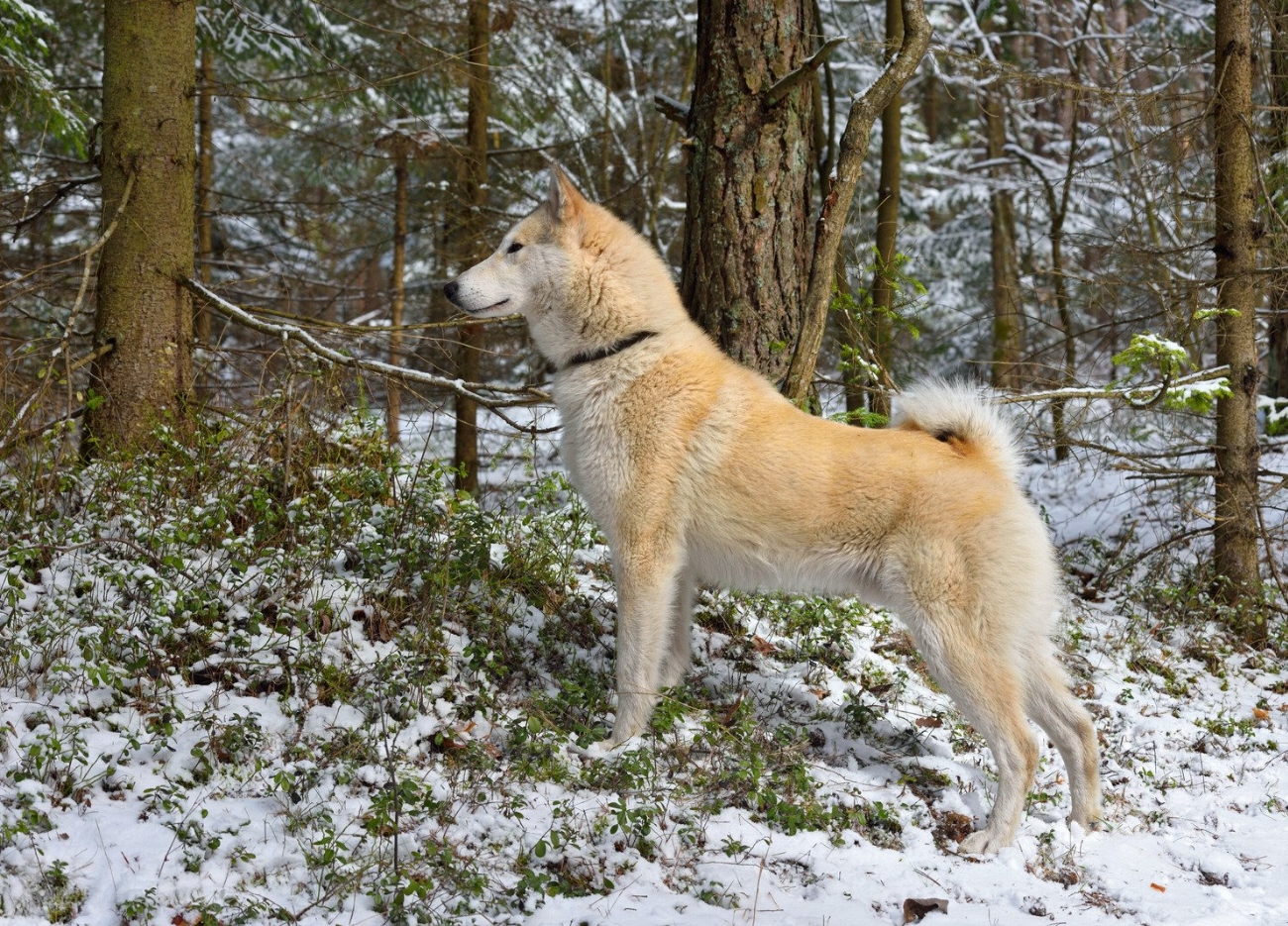 Laïka Russo-Européen : guide race de chien