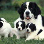Landseer : guide race de chien