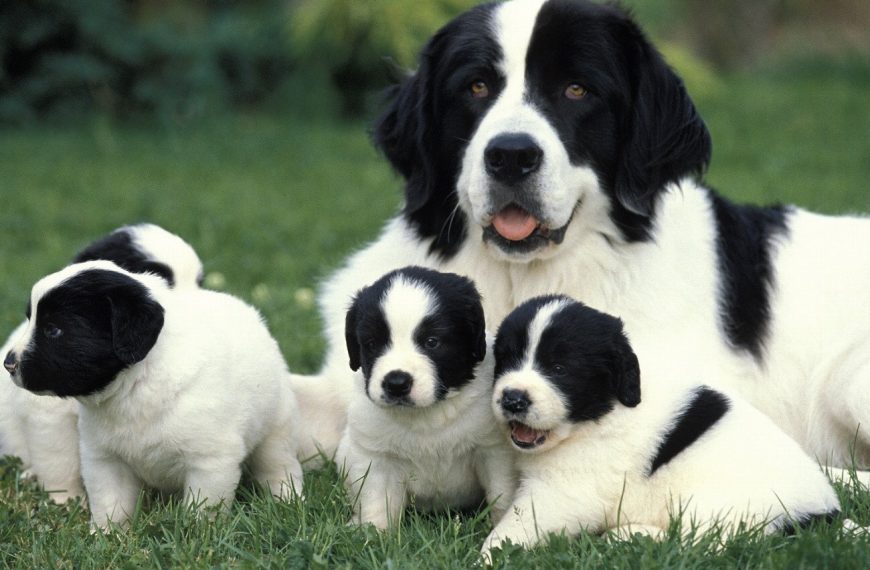 Landseer : guide race de chien