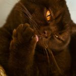 Le chat qui lèche jusqu&rsquo;à l&rsquo;obsession : découvrez la solution infaillible pour stopper ce comportement !