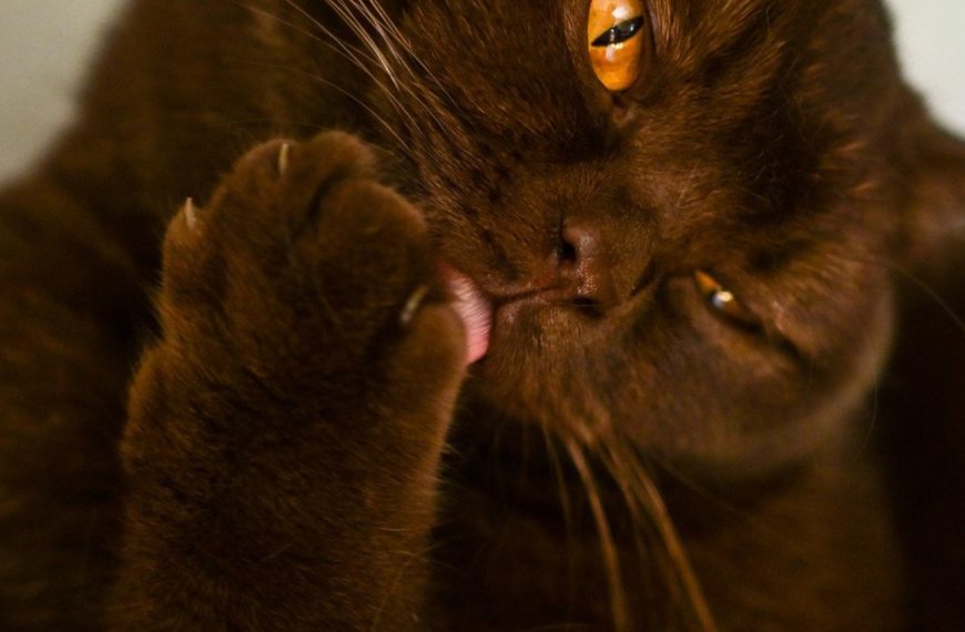 Le chat qui lèche jusqu&rsquo;à l&rsquo;obsession : découvrez la solution infaillible pour stopper ce comportement !