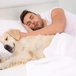 Le chien parfait pour les célibataires : comment faire le bon choix qui changera votre vie !
