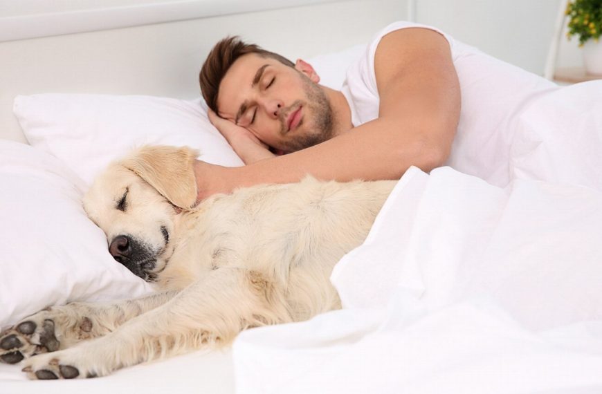 Le chien parfait pour les célibataires : comment faire le bon choix qui changera votre vie !