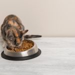 Le choc des croquettes : Pourquoi la nourriture humide est le secret d&rsquo;une santé optimale pour votre chat !